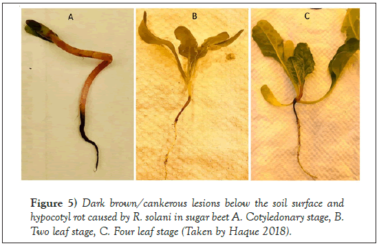 Agricultural-Biological-Cotyledonary