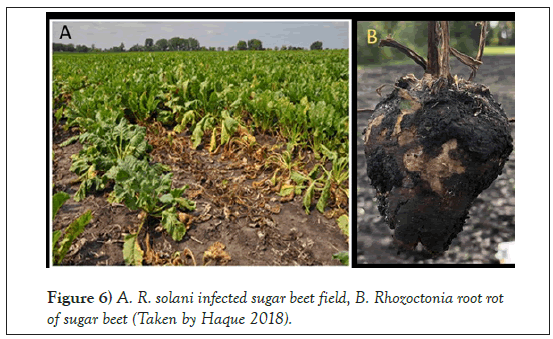 Agricultural-Biological-beet