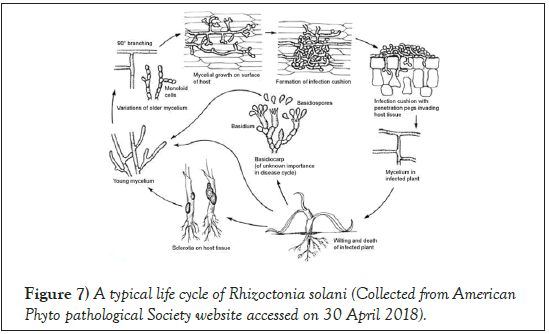Agricultural-Biological-cycle