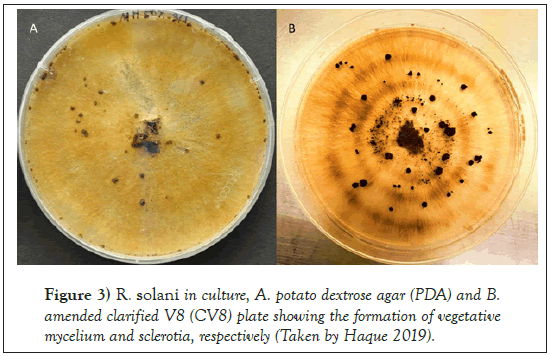 Agricultural-Biological-potato