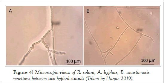 Agricultural-Biological-solani