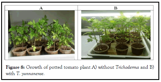 AGBIR-potted