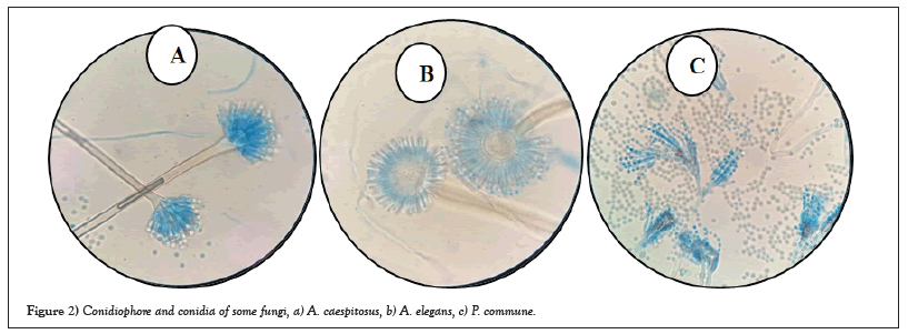 conidia